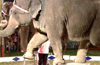 Animals living in unhealthy conditions at circus camp, ATC says